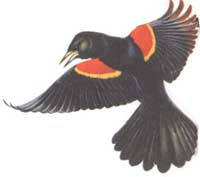 The Seasonal Almanac: Dependable Mars and Spring and Red-Winged Blackbirds